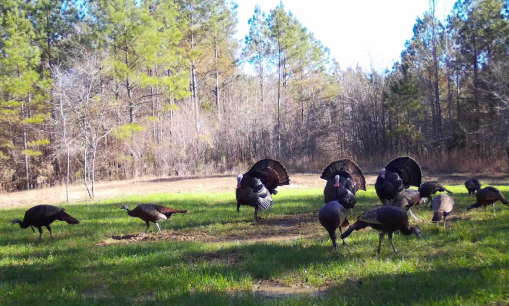 how to attract turkeys to your land