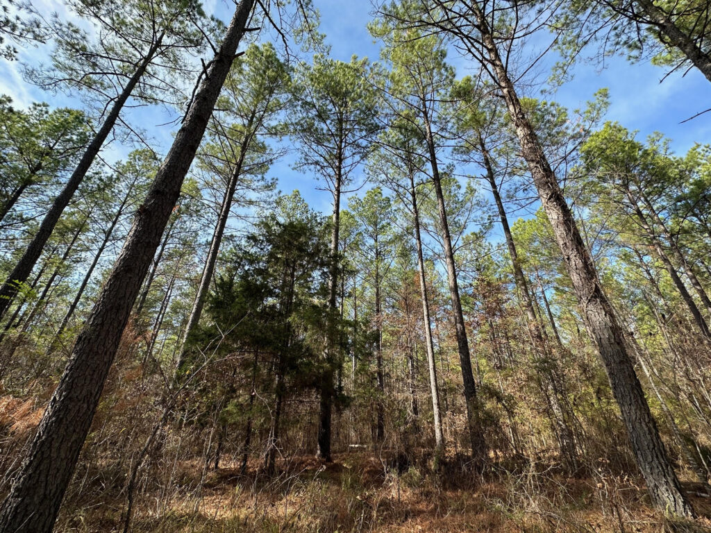 62 Acres, Hinds County, MS Backwoods Land Company
