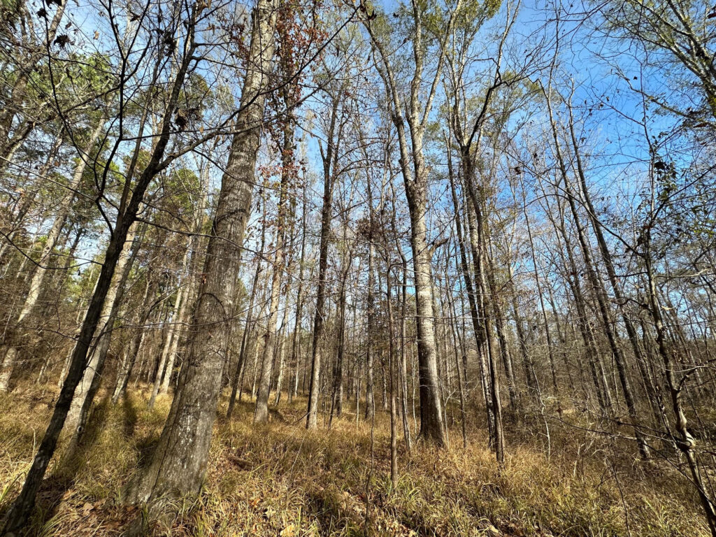 62 Acres, Hinds County, MS Backwoods Land Company