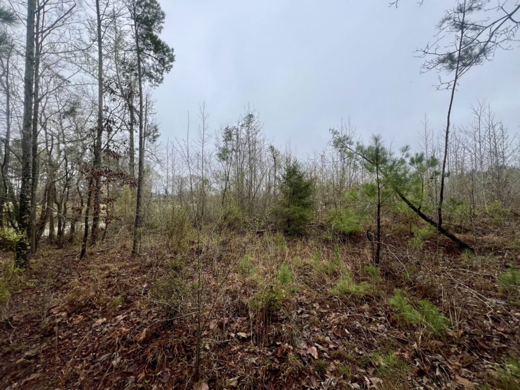 25 Acres, Winston County, MS Backwoods Land Company