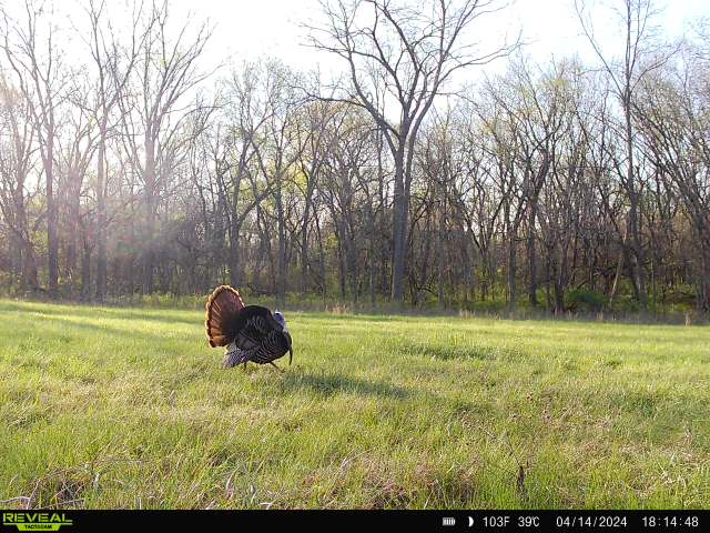trailcam turkey photo